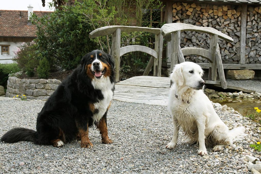 sDörfle Chalet Dorf Urlaub mit Hund im Dörfle